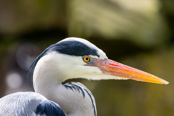 close up of a heron