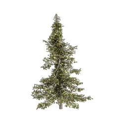 3d illustration of pine tree isolated on transparent background