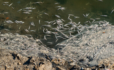 Environmental problem, mass death of fish Atherina sp. in the canal