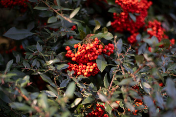 red berries 