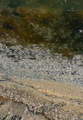 Environmental problem, mass death of fish Atherina sp. in the canal