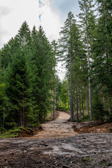 a constructed forest path in a coniferous forest