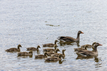 family of geese
