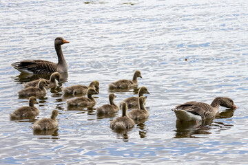 family of geese