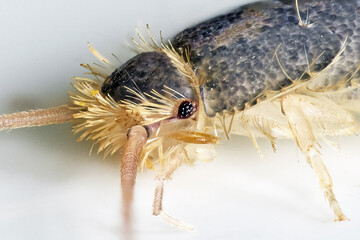 Gray silverfish (Ctenolepisma longicaudatum)