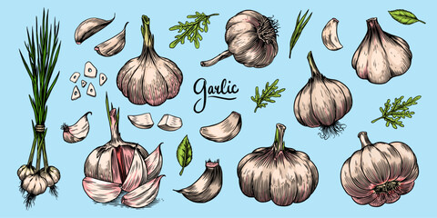 Garlic set in Vintage style. Engraved Vegetable. Hand drawn food. Vector illustration for farm market, menu, label. Organic product.