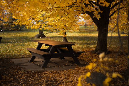 Bench in autumn park