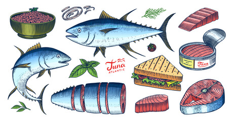 Tuna seafood. Fishes sketch. Retro ink style. Freshwater river fish. Sandwich and canned food. Hand drawn vector illustration for market, menu, label. Organic product in ink and grunge style. 