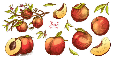 Peach and apricot in Vintage style. Slice and half and cut. Engraved Fruits. Hand drawn food. Vector illustration for farm market, menu, label. Organic product in ink and grunge style.