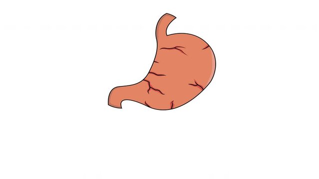 animated video of a moving human stomach