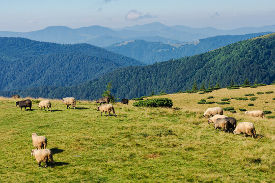 sheep grazing on the grassy alpine meadow of carpathian mountains. sunny weather in summer