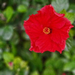 red hibiscus flower