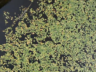 aerial photograph water flowers on lake 