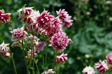 pink flowers in a garden