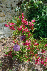 flowers in the garden