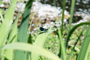 dragonfly on a grass