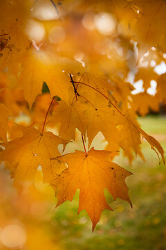 Autumn leaves on the tree 