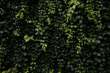Fototapeta premium Macfadyena unguis-cati hanging plant leaves background