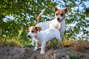 Cute Jack Russell Terrier puppy with his mother