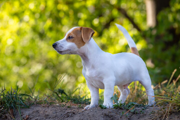Cute Jack Russell Terrier puppy.