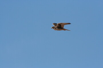Obraz premium A Prairie Falcon in Arizona