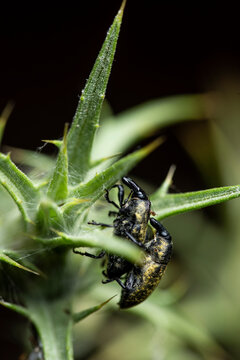 Larinus planus couple sitting on thistle green thorn