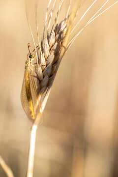 Myrmeleon alternans sitting on wheat grass twig