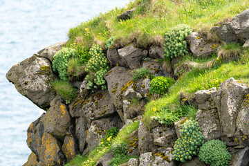 Beautiful greenery and succulents along the coastline of Arnarstapi Iceland