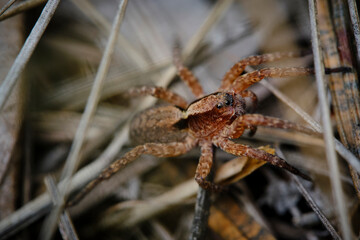 Spider with many black eyes in dry grass. Macro photo.