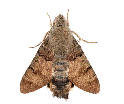 Hummingbird hawk-moth (Macroglossum stellatarum) isolated on white, top view