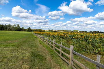 A sun flower field in West Yorkshire, England, United Kingdom