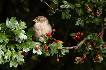 Little bird is perched on a tress filled with Red current fruits