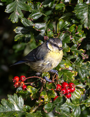 A juvenile Eurasian blue tit posing with some wild fruits 
