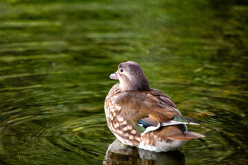 Female Mandarin Duck (Aix galericulata) in Phoenix Park, Dublin, Ireland