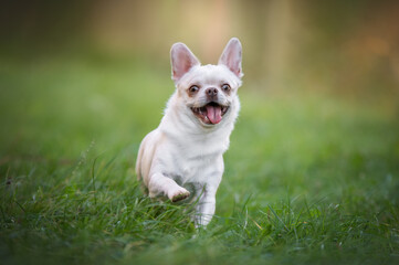 Funny chihuahua dog running on the green grass