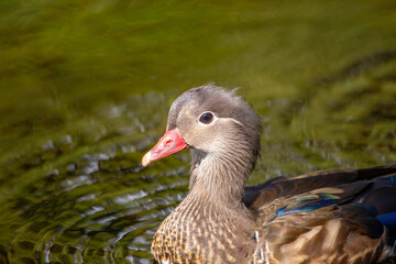 Female Mandarin Duck (Aix galericulata) in Phoenix Park, Dublin, Ireland