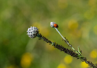 Ladybird and aphids on a diffused yellow green background