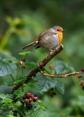 European robin perched on a wild berry bush in Lake District, United Kingdom