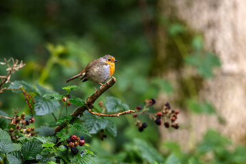 European robin perched on a wild berry bush in Lake District, United Kingdom