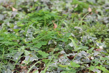 plants and leaves on the ground. green nature of plants. details of nature. green of nature.