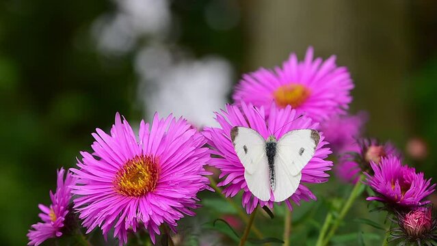 Cabbage white butterfly (Pieris rapae) feeding on bright pink aster flower