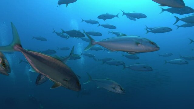 Big school of amberjack fish swimming close to the camera