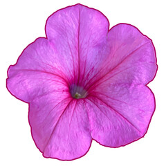 Purple petunia flower head. Top view vector illustration. Isolated