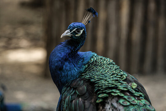 The picture shows a species of Asian bird called the Asian Peacock, with very bright and beautiful colors.