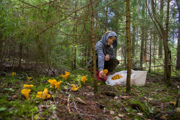 A European girl collects chanterelle mushrooms in the forest. Photos of real people.