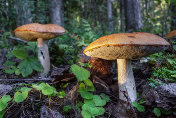 Boletus mushrooms grow in the forest. Focus on the foreground. Defocused background.