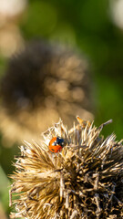 Biedronka makro © Pabarte