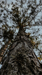 Bark of pine trees in the middle of the forest