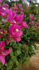 Purple bougainvillea flowers on a sunny day