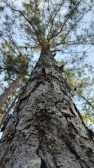 Bark of pine trees in the middle of the forest